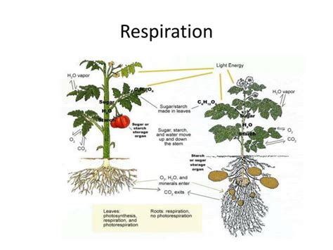 Respiration In Plants Class 10 Cbse Class Notes Online Classnotes123