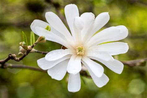 Closeup of a White Star Magnolia Flower in Full Bloom Stock Photo ...