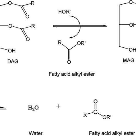 The Overall Scheme Of Transesterification Where Tag Dag Mag And Ffa