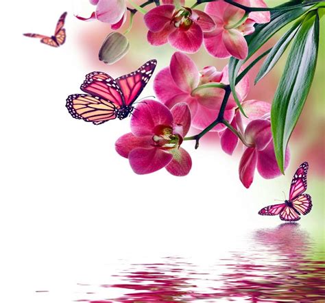 K Insects Butterflies Painting Art Orchid Monarch Butterfly Hd