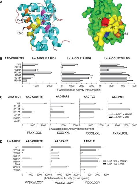 Probing The Binding Interface Between NR2E Fs And BCL11A COUP TFII LBD