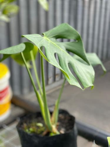 1 Muda De Costela De Adão Monstera Decoração Tropicana Parcelamento