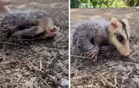 VÍDEO Gambá se finge de morto durante resgate e viraliza em Santa