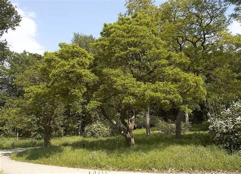 Robinia Pseudoacacia Deciduous Flowering Tree Hardwood Medicinal