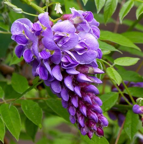 Amethyst Falls Wisteria Vine Native Not Aggressive