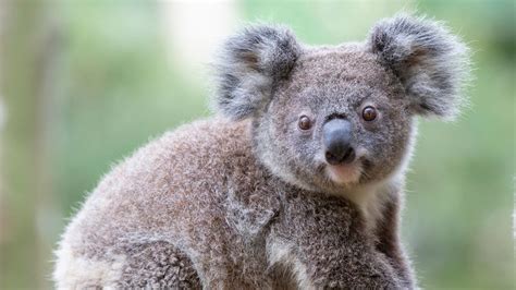 8 Cuddly Facts About Koalas | HowStuffWorks