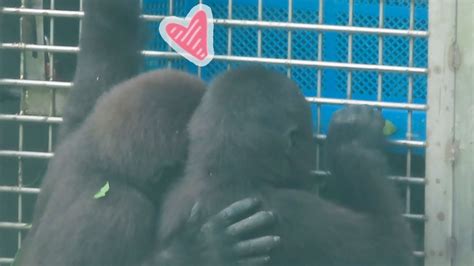 小金剛Ringo與Jabali一起挖食物超可愛Little gorilla Ringo digging food with Jabali is