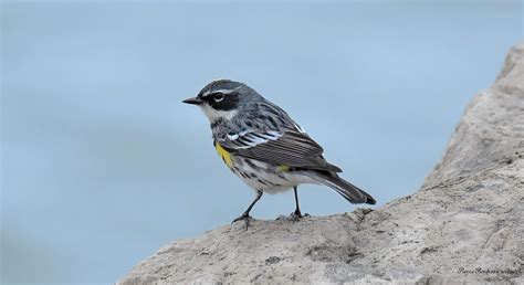 Paruline à croupion jaune Yellow rumped warbler Pointe P Flickr