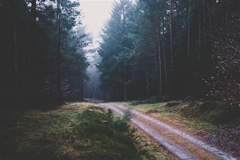 Free Images Tree Nature Forest Grass Snow Winter Light Fog