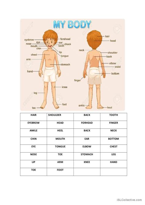 Parts Of Body English Esl Worksheets Pdf Doc