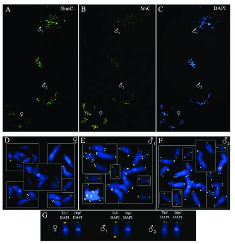 Parental Origin Identification And Telomere Detection In The Metaphase