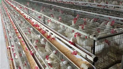 5000 Layer Poultry Farming L Cages L Investment L Profit L Youtube