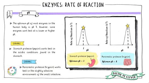 Enzymes Rate Of Reaction Edexcel Gcse Biology Topic Key