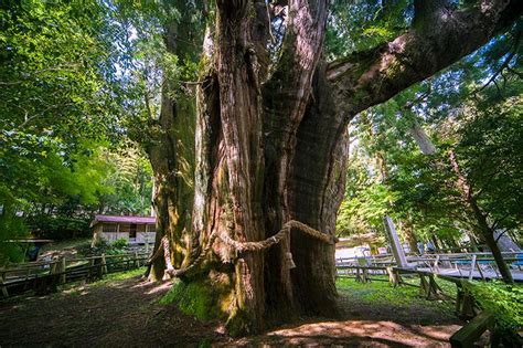 推定樹齢3000年 杉の大杉 楽しむ 風とあそぶゆとりすとパークおおとよ