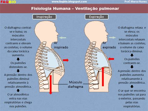 O Que É Morfofisiologia - Morfofisiologia O Que é - RETOEDU