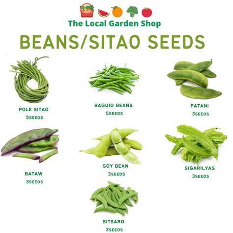 SITAW/BEANS SEEDS - SITAW SIGARILYAS PATANI BATAW SITSARO | Lazada PH