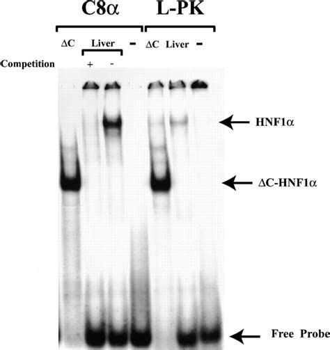 Hnf1 Binding Site To The C8a Promoter 32p Labeled Double Stranded