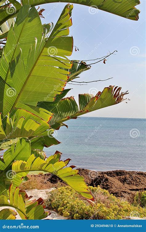 A Large Palm Tree By The Coast Stones By The Sea Earth Piled Up On