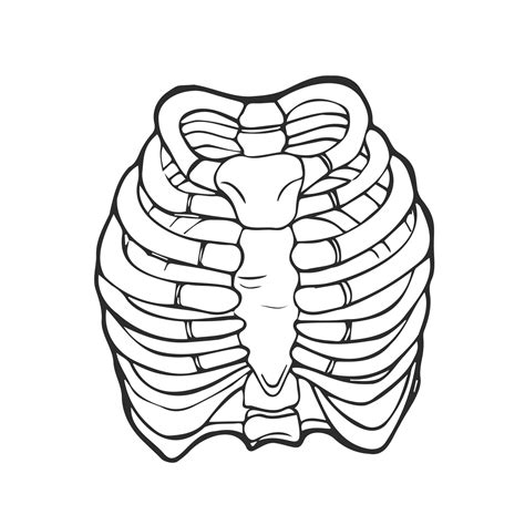 Rib Cage Heart Drawing Clipart