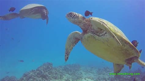 Scuba Dive Waikiki Turtles And Sharks Youtube