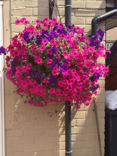 My Dad Grows Stunning Baskets Every Year Hanging Flowers Garden Flowers