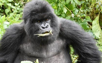 How strong is a silverback gorilla? | Silverback Gorillas | Gorilla Tours