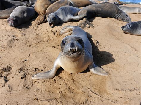 Scientists Discover The Real Life Impacts Of Northern Elephant Seal