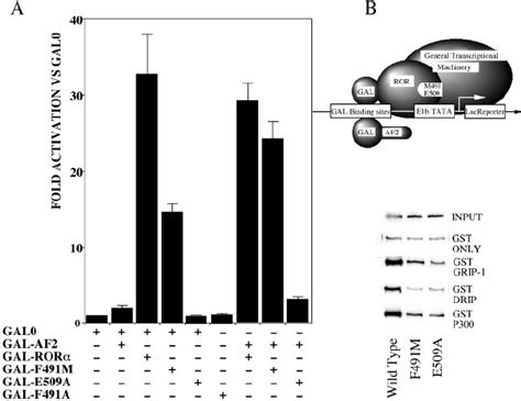 Interaction Of Exogenous AF2 With ROR A Transcriptional Assay Of ROR