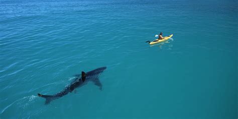 Stunning Photos Of Sharks And People Document A Vulnerable Species