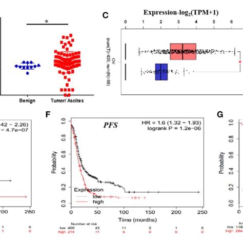 Pcat Is Overexpressed In Ovarian Cancer Tissues And Correlates With