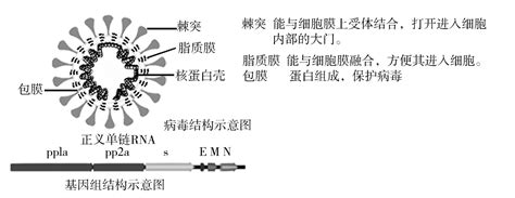 下图甲表示含有目的基因d的dna片段长度bp即碱基对和部分碱基序列，图乙表示一种质粒的结构和部分碱基序列现有mspⅠ、bamhⅠ、mboⅠ