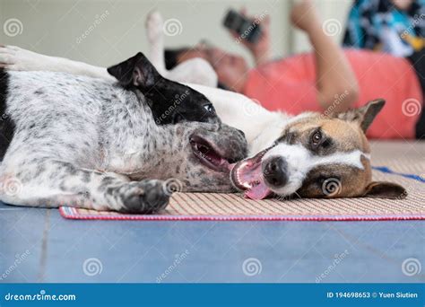 Image Of Two Dogs Different Species Take Care Each Other Sleeping