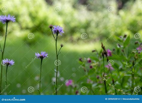 Wild Daisys Along The Meadow Path Of The Castle Crest Wildflower Trail