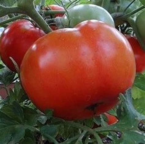 Heatmaster Tomato Star Nursery Garden And Rock Centers