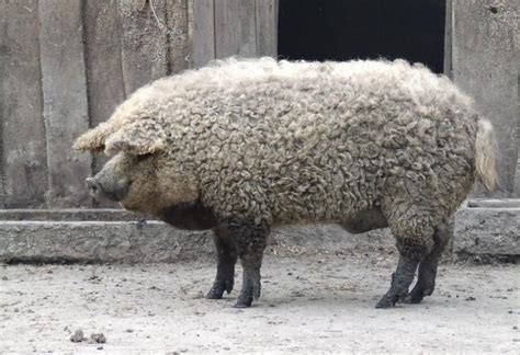 Mangalica Il Maiale Che Assomiglia A Una Pecora Mangalica O Mangalitsa è Una Rara Razza Di