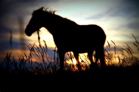 Horse Sunset Wallpapers - 4k, HD Horse Sunset Backgrounds on WallpaperBat