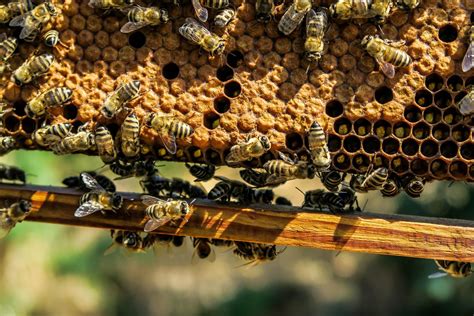 Bee Nest Removal Hampshire | Specialist Bees Nest Removal