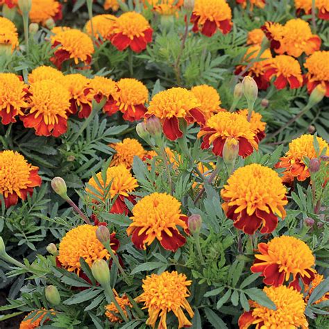 Unwins French Marigold Tiger Eyes Seeds Flowers Unwins Uk