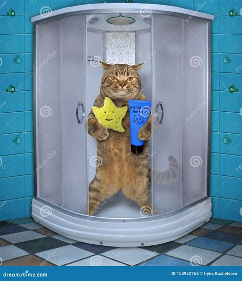 Cat Taking A Shower 3 Stock Image Image Of Cabine Bathing 153952763