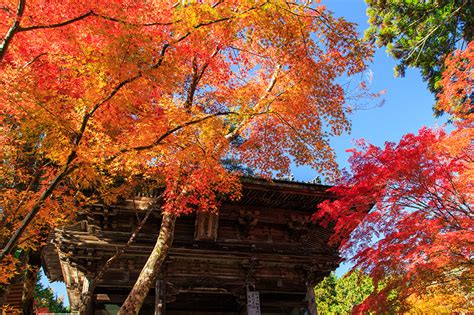 2024年秋お寺だけじゃない紅葉を満喫できる京都の絶景スポットおすすめ情報FunJapo京都観光グルメイベントなどのおすすめ情報