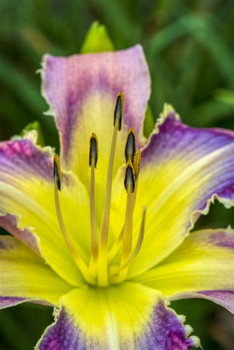 Yellow And Purple Daylily By Kv · 365 Project