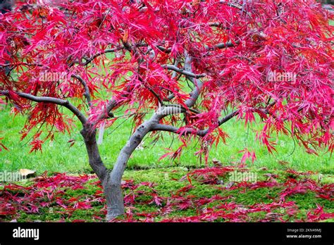 Cut Leaf Japanese Maple Thread Leaf Acer Palmatum Dissectum Nigrum Pendulum