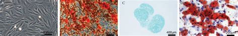 Phenotypic Characterization Of Rat Mscs A Msc Immunophenotypic