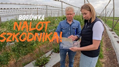 Choroby Atakuj Pojawiaj Si Te Szkodniki Na Plantacjach Bor Wki