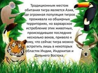 тигр | PPT