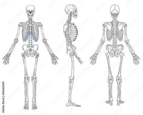 Human Skeleton Anatomy Vector Stock Vector Adobe Stock