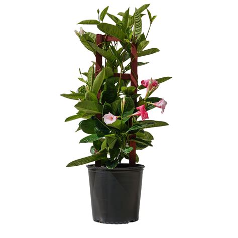 United Nursery Live Mandevilla Trellis Pink Plant Inches Tall In