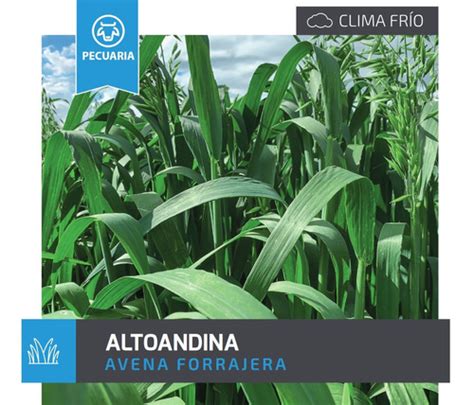 Semilla Forrajes Pastos Avena Altoandina Clima Frío 50 Lb Envío gratis