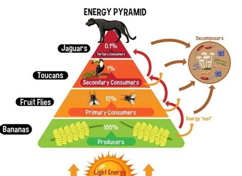 Which ecological pyramid can never be inverted?