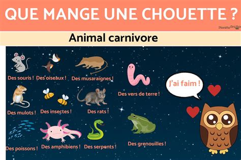 Que MANGENT Les CHOUETTES ALIMENTATION De La CHOUETTE